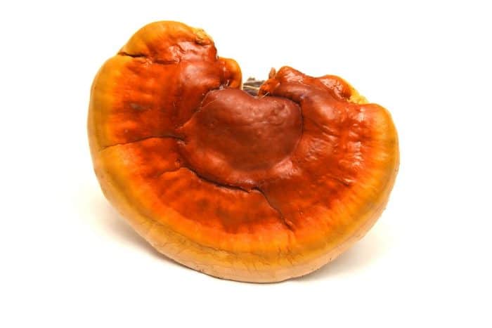 čínská houba Reishi