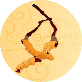 CORDYCEPS.info – Informační portál o Cordycepsu