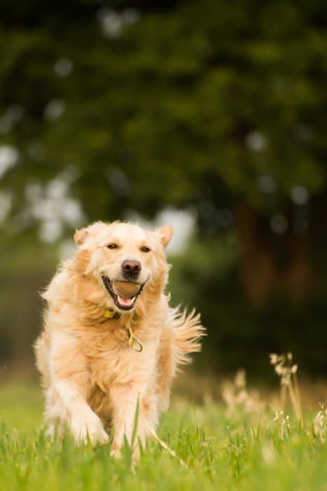 běžící spokojený pes s dobrou imunitou