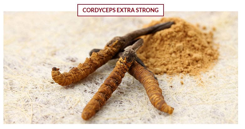 cordyceps-strong